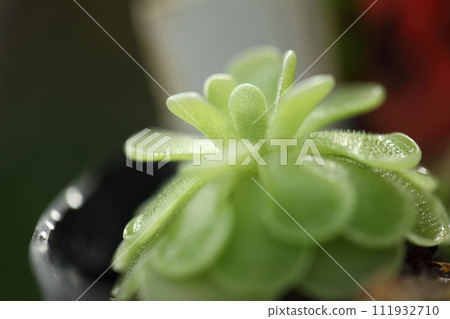 Esselianum Citris Viola/食肉植物 Esselianum Citris Viola/食肉植物 111932710