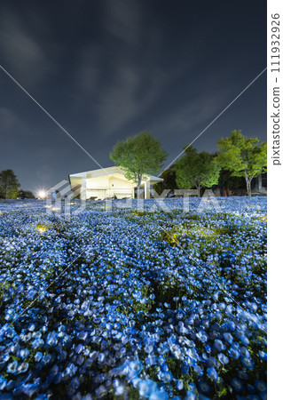 東京舍人公園的粉蝶花 111932926