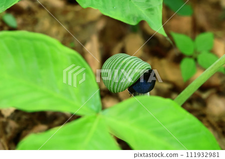 Macro photography of spring wildflower Musashiabumi flowers Macro photography of spring wildflower Musashiabumi flowers 111932981