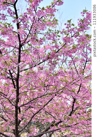 Kawazu cherry blossoms blooming in Minamichita Seizaki Park 111933086