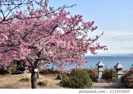Kawazu cherry blossoms blooming in Minamichita Seizaki Park 111933087