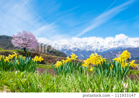 A lone cherry tree in Nodaira and the mountain range of the Northern Alps 111933147