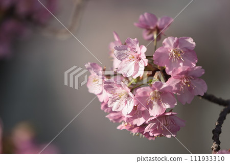 Kawazu cherry tree 111933310