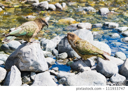 Care of two dogs in Milford Sound 111933747