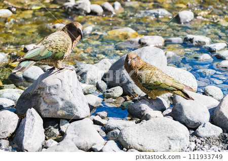 Care of two dogs in Milford Sound 111933749