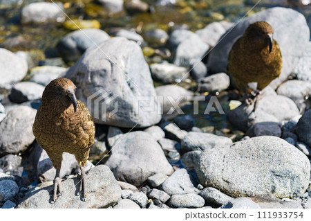 Care of two dogs in Milford Sound 111933754