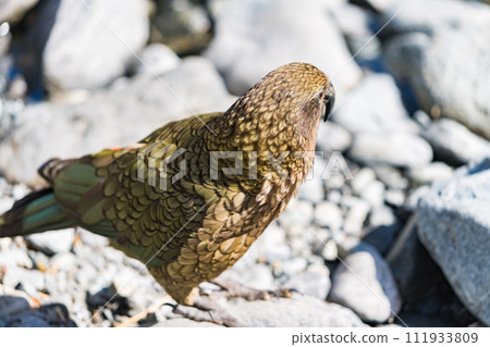 Milford Sound care 111933809