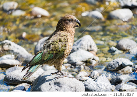 Milford Sound care Milford Sound care 111933827