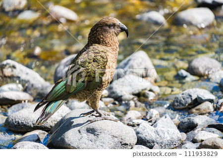 Milford Sound care Milford Sound care 111933829