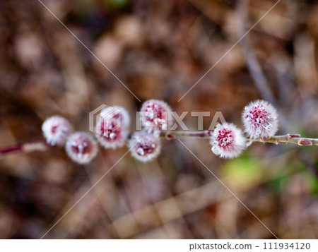 Pink pussy willow flower spike with water droplets after rain 111934120