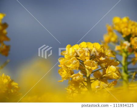強姦開花 111934125