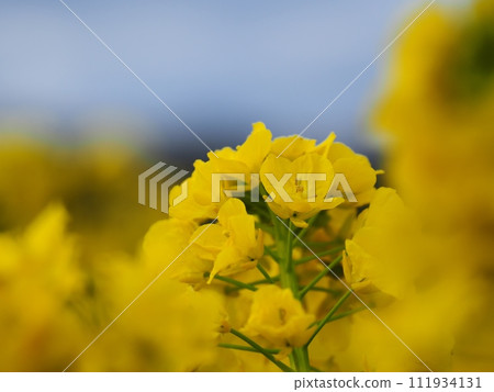 強姦開花 強姦開花 111934131