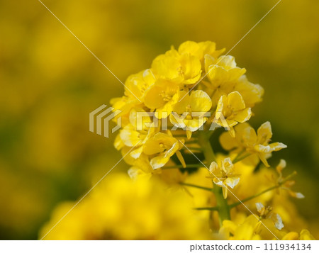 強姦開花 111934134