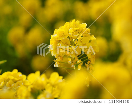 Rape blossoms 111934138