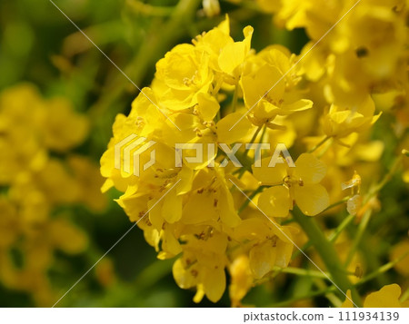 Rape blossoms Rape blossoms 111934139