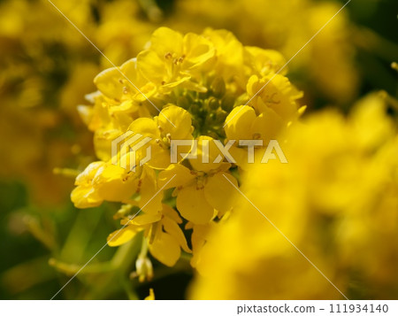 強姦開花 111934140