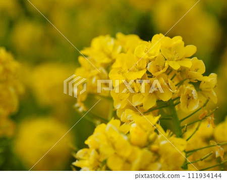 強姦開花 111934144