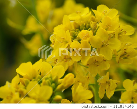 Rape blossoms 111934146
