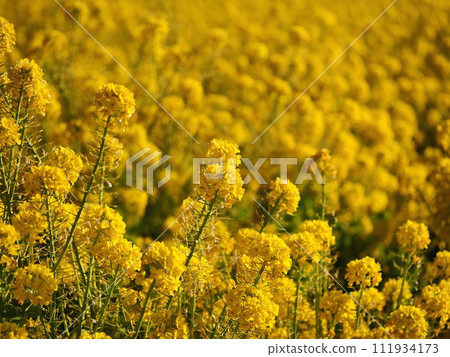 Rapeseed field 111934173