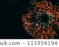 Mysterious flower: orange gerbera 111934194