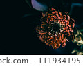 Mysterious flower: orange gerbera 111934195