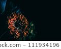 Mysterious flower: orange gerbera 111934196