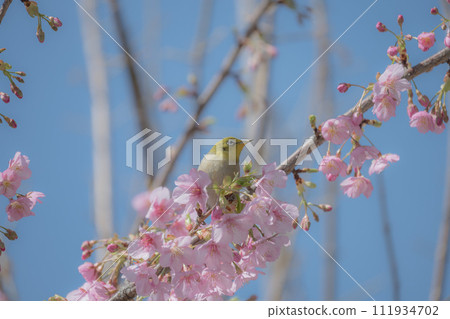 Spring Gourmet Sakura Mejiro 111934702