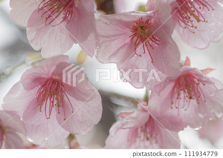 Cherry Blossoms	 111934779