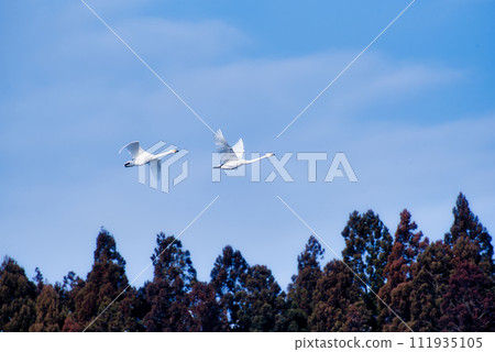 Flying swans 111935105