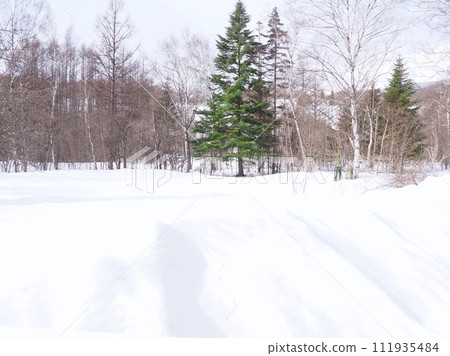 Japanese fir standing on a snowy field in early spring 111935484