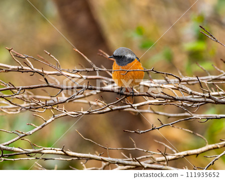 雄性達烏爾紅尾鴝，喬比奧，棲息在樹枝上 111935652