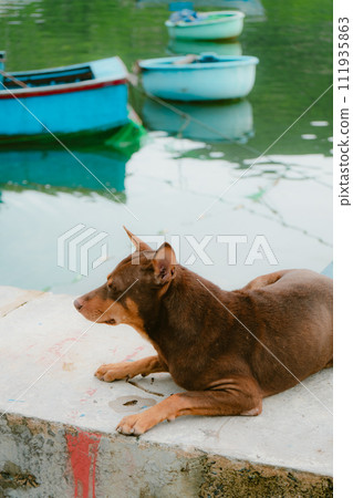 dog on the boat 111935863