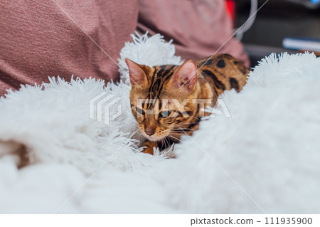 Bengal kitty cat laying on the white fury blanket Bengal kitty cat laying on the white fury blanket 111935900