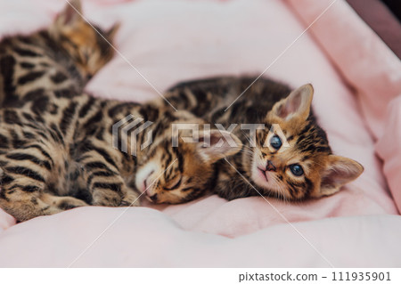 Close-up little bengal kittens on the cat's pillow 111935901