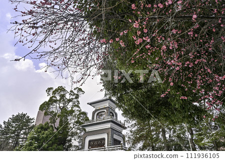 雪景梅花的大山神社 111936105