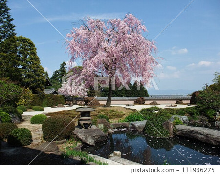 京都正法寺花園裡的櫻花盛開 111936275
