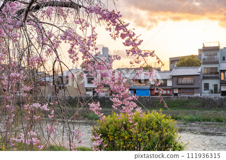 夕陽下的櫻花－從桂川看古都的餘韻 111936315