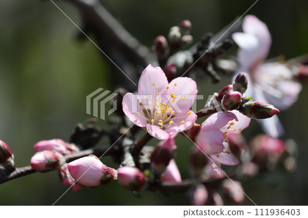 Almond flowers herald the coming of spring - 5 111936403
