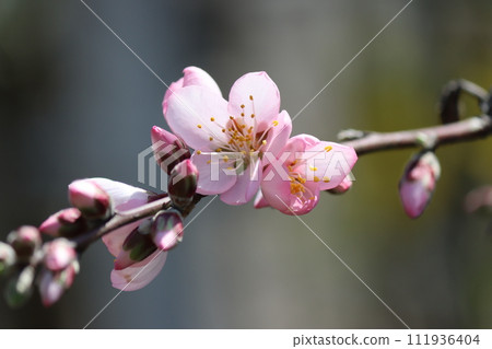 Almond flowers herald the arrival of spring - six Almond flowers herald the arrival of spring - six 111936404