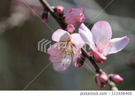 Almond flowers herald the arrival of spring Almond flowers herald the arrival of spring 111936408