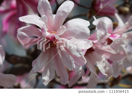 Almond flowers blooming in Tsurumi Ryokuchi Park in spring - 2 Almond flowers blooming in Tsurumi Ryokuchi Park in spring - 2 111936415