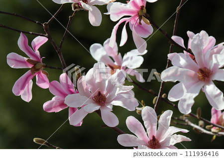 Almond flowers blooming in Tsurumi Ryokuchi Park in spring 111936416