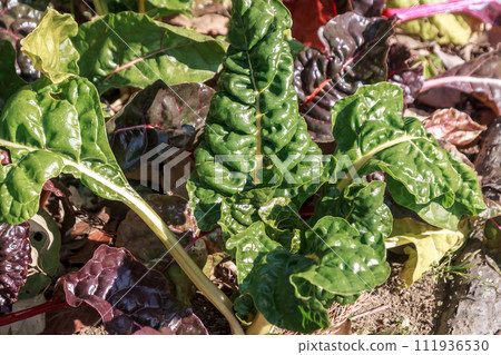 Japanese name is chard, colorful Swiss chard Japanese name is chard, colorful Swiss chard 111936530