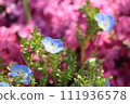 Nemophila blooming in spring flower bed 111936578