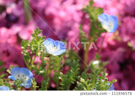 開花在春天花壇的 Nemophila 111936578