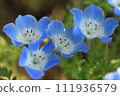 Close-up blue nemophila 111936579