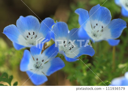 Close-up blue nemophila 111936579