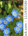 Close-up blue nemophila 111936580