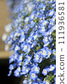 Close-up blue nemophila 111936581