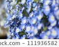 Close-up blue nemophila 111936582